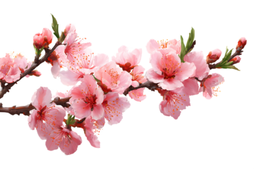 Vibrant pink cherry blossoms on branch signaling spring arrival