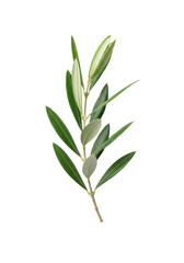 Obraz premium A single, perfectly formed olive branch with vibrant green leaves and delicate stem, isolated on a transparent studio background, soft light, sharp focus. Concept of natural purity and clean living