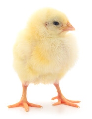Yellow chick isolated on white background