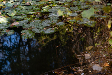 Swamp in autumn, landscape. Backwater