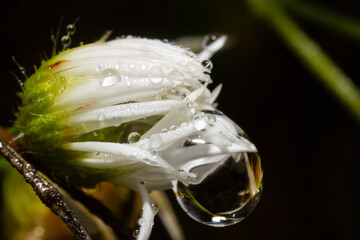 Ultra macro of a miniature white flower with many tiny rain drops