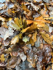 autumn leaves in water