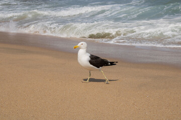A gaivota caminhando na praia