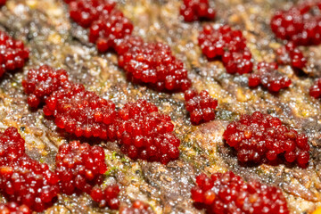 Ultra macro of a Red group of spore-producing organisms feeding on a tree trunk