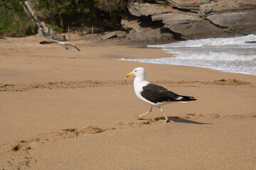 Gaivota na praia em um dia tranquilo de ver&atilde;o