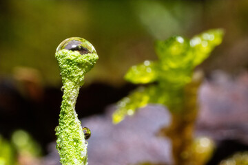 Ultra macro of a tiny green vegetation with rain drops and freshness