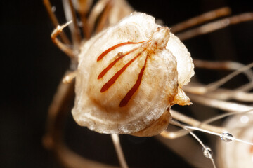Ultra macro of the miniature world forest’s balance: microscopic seeds of wild flowers