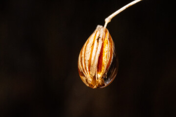 Ultra macro of wild flower seed in a rain droplet