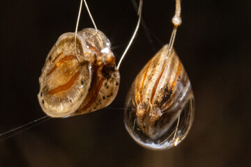 Ultra macro of miniature wild flower seeds and rain drops in the dark forest