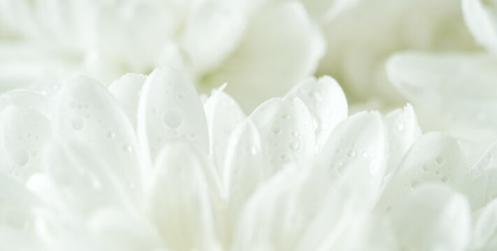 Soft close-up of white chrysanthemum petals with gentle light. Abstract floral texture for natural beauty and skincare concepts