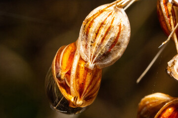 Miniature world forest’s seeds and rain drops in ultra macro