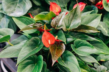 Colorful tropical plant with bright red flowers surrounded by lush green leaves in a garden center during daylight