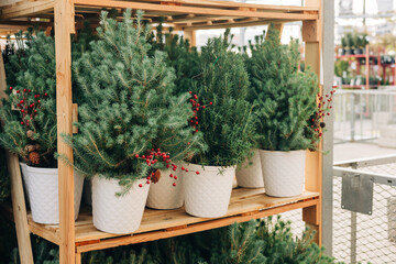 Festive small pine trees with red berries in white pots displayed in a garden center during winter season