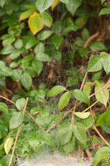 Gossamer Cobwebs on Green Leaves wild blackberry leaves