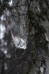 Ethereal Cobwebs on Spruce Branches in a Misty Forest