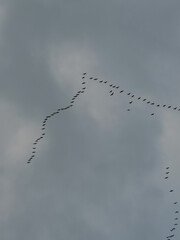 Flock of migratory birds flying in V-shaped formation against a cloudy gray sky, symbolizing teamwork, navigation, and seasonal migration in nature.