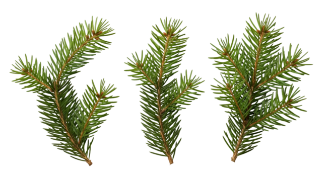 Festive Evergreen Sprigs Evoking Christmas Magic Isolated to Capture Holiday Cheer a Reminder on transparent background