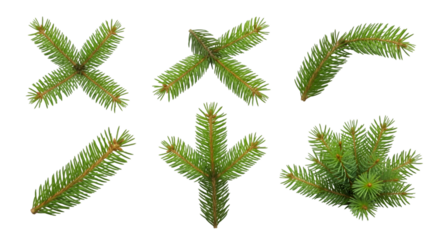 Collection of green fir tree branches isolated on white background, Christmas pine needles set, natural conifer decoration elements