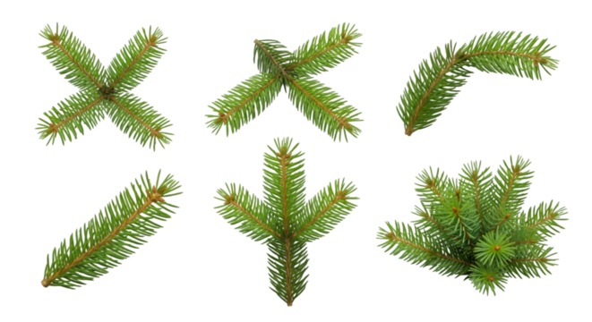 Collection of green fir tree branches isolated on white background, Christmas pine needles set, natural conifer decoration elements - Powered by Adobe