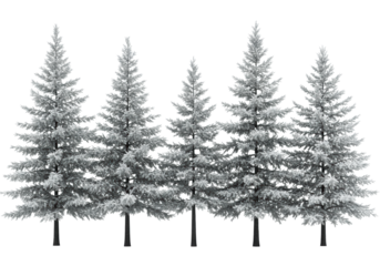 Multiple diverse evergreen pine and spruce trees, varying in height and shape, with detailed snow-dusted foliage, on a transparent background with copy space, studio lit. Concept of winter botanical