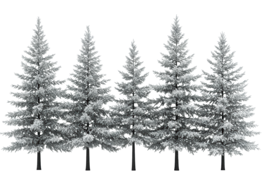 Multiple diverse evergreen pine and spruce trees, varying in height and shape, with detailed snow-dusted foliage, on a transparent background with copy space, studio lit. Concept of winter botanical