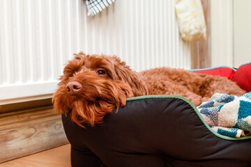 Pet dog resting at home in a pet bed where it sleeps inside the house