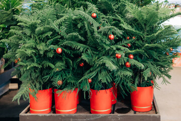Green plants with Christmas ornaments displayed in red pots at a festive market during the holiday season