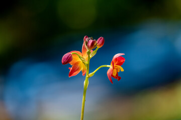 A cluster of vibrant reddish-orange orchids with bright yellow centers bloom on a thin dark stalk against a lush blurred green background.