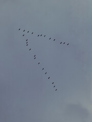 Flock of migratory birds flying in V-shaped formation against a cloudy gray sky, symbolizing teamwork, navigation, and seasonal migration in nature.
