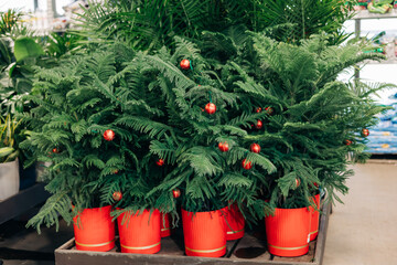 Decorative small pine trees with red ornaments in pots for sale in a garden center during the holiday season