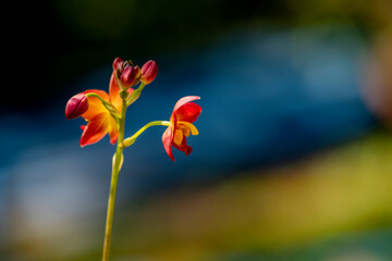 A cluster of vibrant reddish-orange orchids with bright yellow centers bloom on a thin dark stalk against a lush blurred green background.