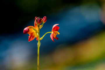 A cluster of vibrant reddish-orange orchids with bright yellow centers bloom on a thin dark stalk against a lush blurred green background.