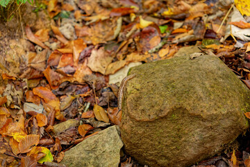 Slug crawling down a rock