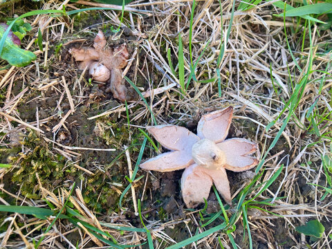 hongo pedo de lobo cuesco de lobo o bej&iacute;n perlado (Lycoperdon perlatum) IMG_3497-as25