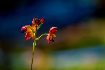 A cluster of vibrant reddish-orange orchids with bright yellow centers bloom on a thin dark stalk against a lush blurred green background.