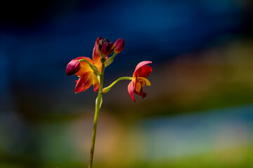 A cluster of vibrant reddish-orange orchids with bright yellow centers bloom on a thin dark stalk against a lush blurred green background.