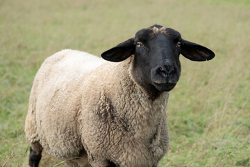 Black-faced sheep grazing in a green pasture during daylight hours with a serene rural background