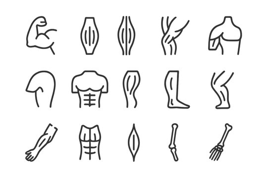 Muscle Structure Icons. Muscle structure. Line icon set of muscle structure: biceps, triceps, quadriceps, hamstring, deltoid, pectoral, calf muscle, gluteus,