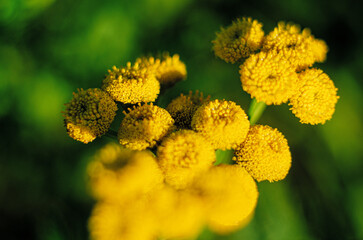 Macro photo a yellow flowers on a green branch