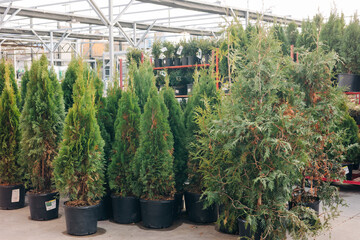 Green conifer trees in pots lined up at a nursery showcasing various sizes and types under a canopy