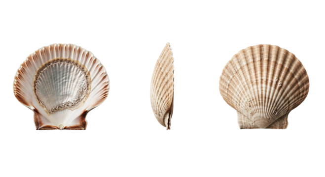 Three views of a scallop shell showing the interior, side profile, and exterior on a black background