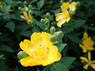 detail of a yellow flowe in blossom