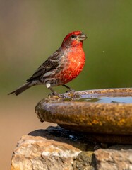 A vibrant bird rests on the edge of a water basin