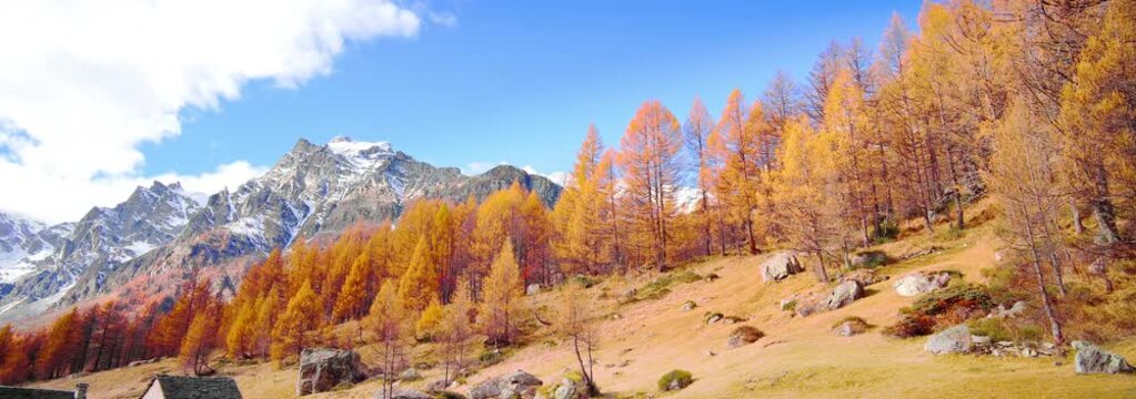 Anamorphic Lens - Fantastic foliage on Alpe Devero in Italy