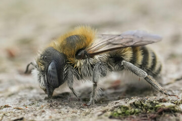 Closeup on a Bisulcate Small-Mason bee, Hoplitis bisulca in the Gard, France