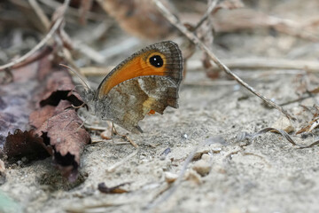 A damaged Southern Gatekeeper, Pyronia cecilia resting on the ground in Gard, France