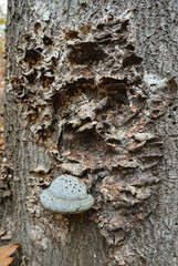 Closeup on an small false tinder or hoof fungus mushroom, Fomes fomentarius on a tree-trunk