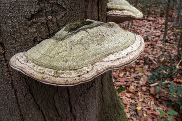 Closeup on the ,false tinder or hoof fungus mushroom, Fomes fomentarius growing on a tree-trunk