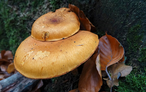 Closeup on the vibrant orange, spectacular rustgill mushroom, Gymnopilus junonius