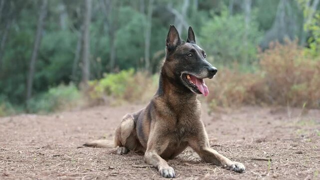 Curious dog in forest looking around, Belgian Malinois horizontal video